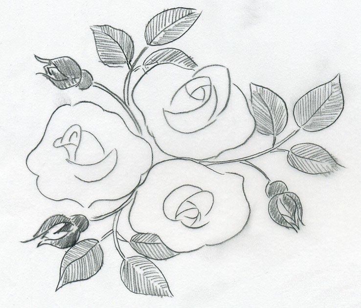 Sketch Of A Rose