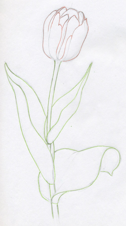 tulip outline drawing