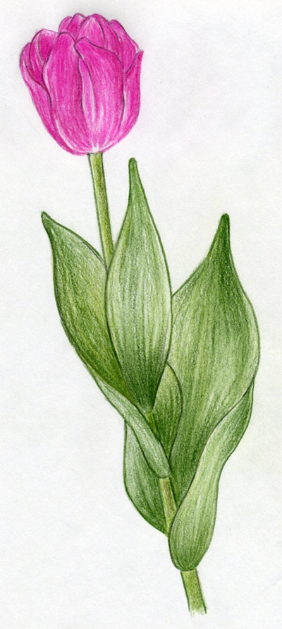 Draw Tulip Flowers In Few Easy Steps. | Flower drawing, Drawings