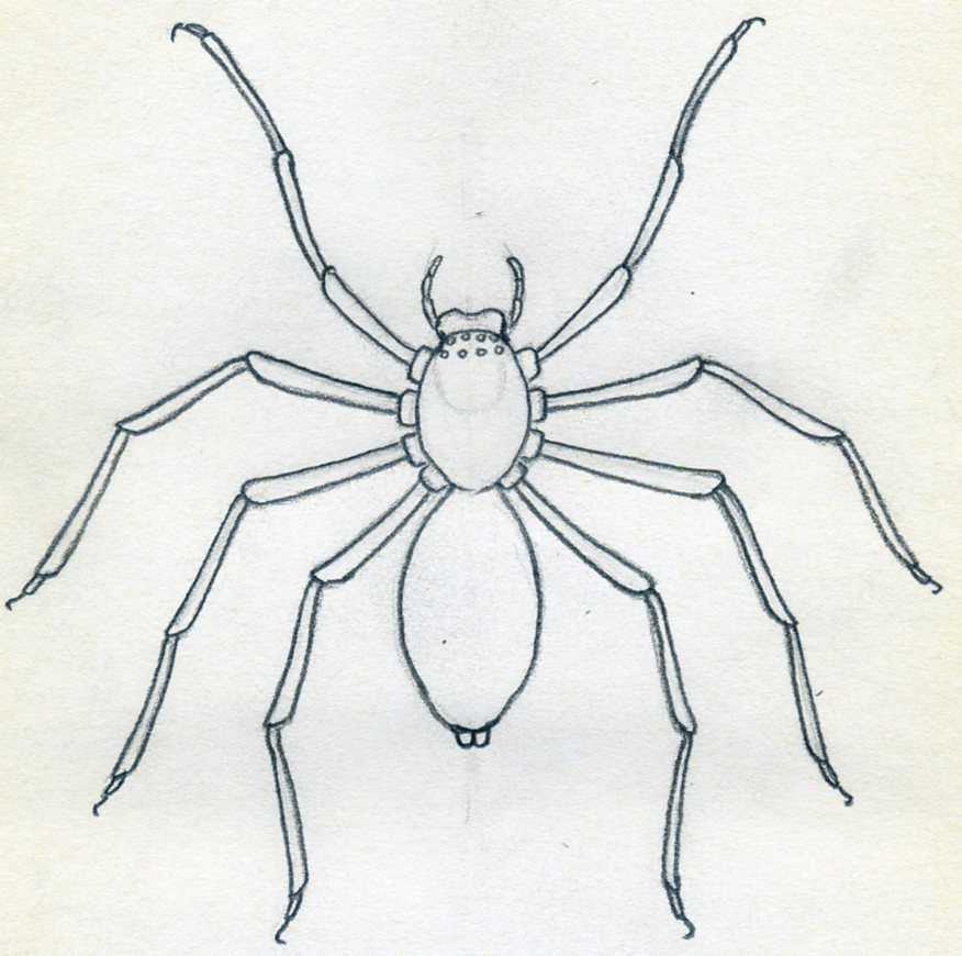How To Draw Spider. Simple Tutorial.