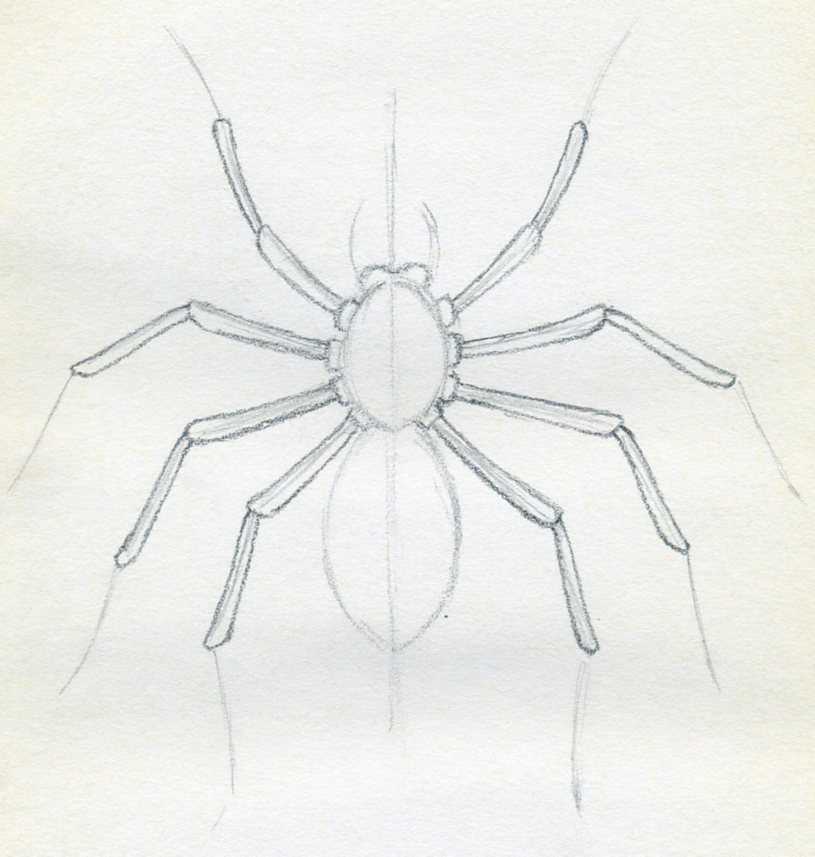 Creative Easy Sketch Drawings For Beginners Spiders 