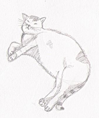How to draw a fat cat easily  Cat Simple Drawing  YouTube