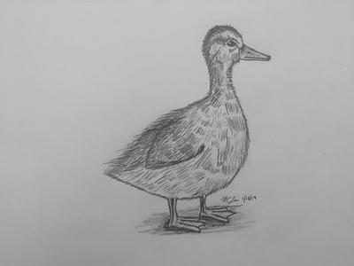Drawing of a cute duckling  Realistic animal drawings Bird pencil drawing  Realistic drawings