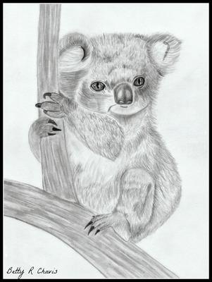 Baby Koala