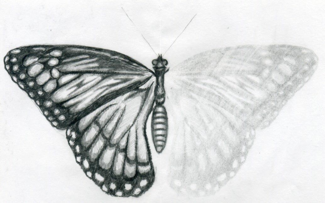 Butterfly Drawings