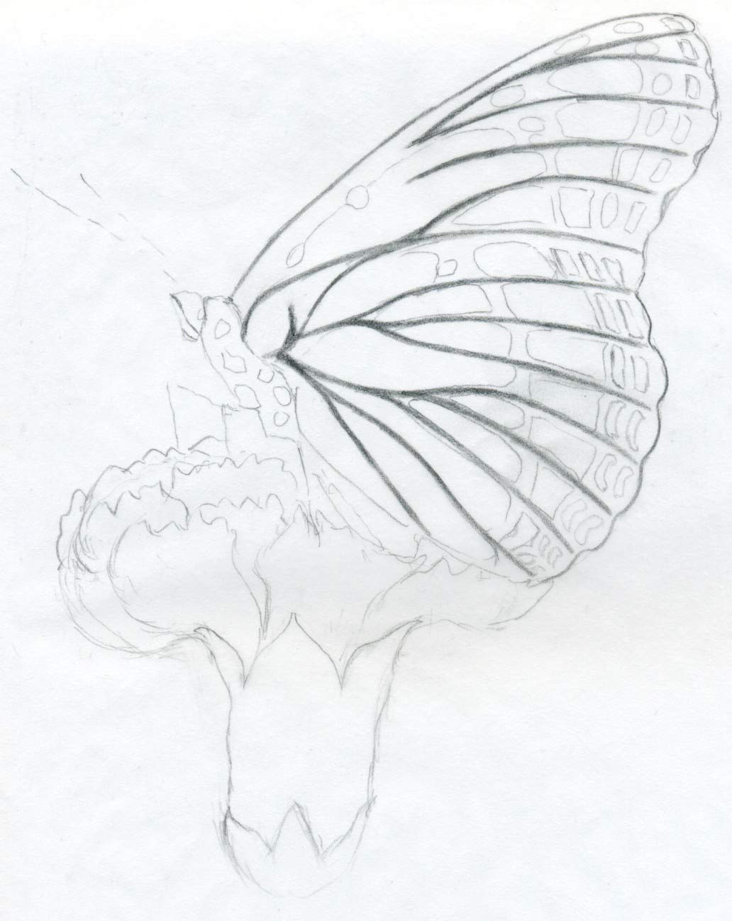 Butterfly Pencil Drawings You Can Practice