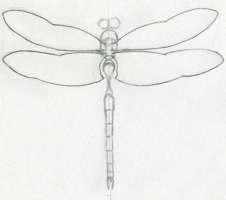 Dragonfly Drawings