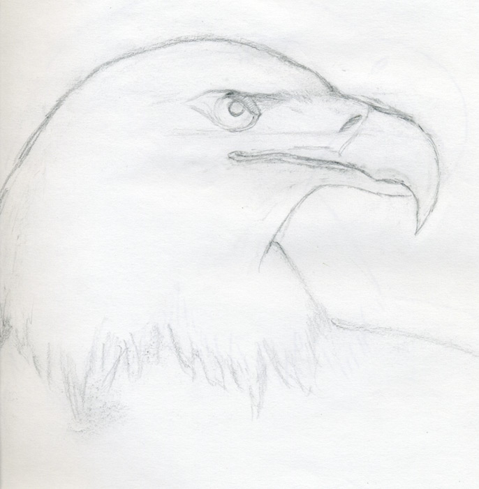 Draw A Bald Eagle