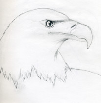 Buzzard Face Drawing  A1 pencil drawing Focusing on the fea  Flickr