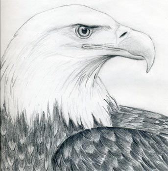 Drawn Bald Eagle Large Eagle - Simple Eagle Drawings, HD Png Download ,  Transparent Png Image - PNGitem