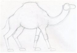 PENCIL DRAWINGS of A CAMEL 49 photos  Drawings for sketching and not  only  PapikPRO