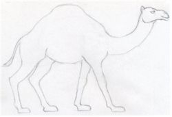 Learn to Draw a Camel