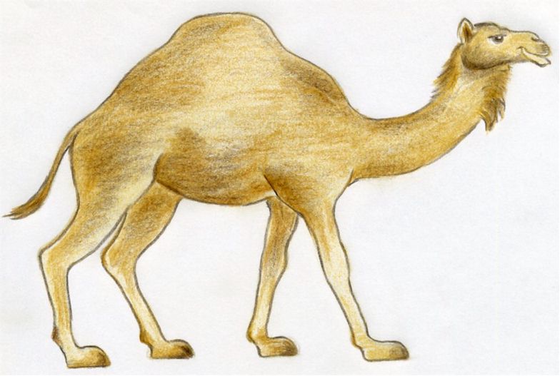 How To Draw A Camel, simple, quick in color pencil.
