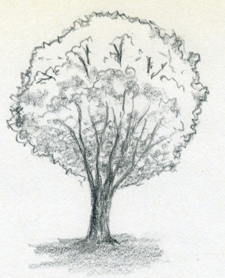 How to Draw a Tree - Easy Drawing Art-saigonsouth.com.vn