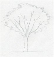 Draw A Tree Simply And Easily