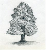Draw A Tree Simply And Easily Colouring picture of a tree. draw a tree simply and easily