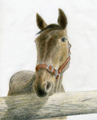 Lorrie Beck - Work Detail: Original Pencil Horse Drawing