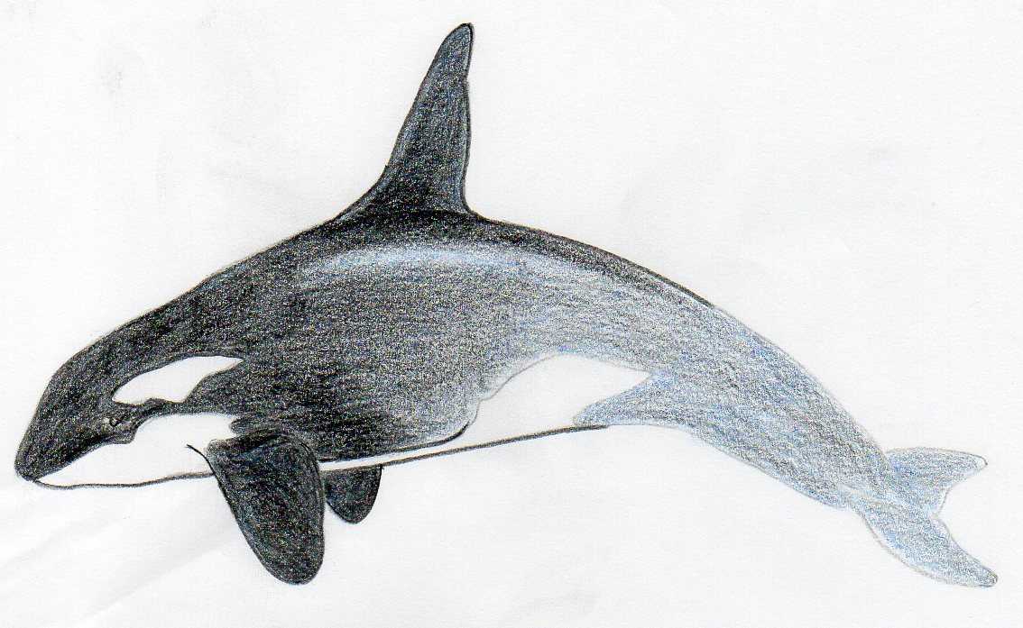 How To Draw Killer Whale. Any Beginner Can Do This!