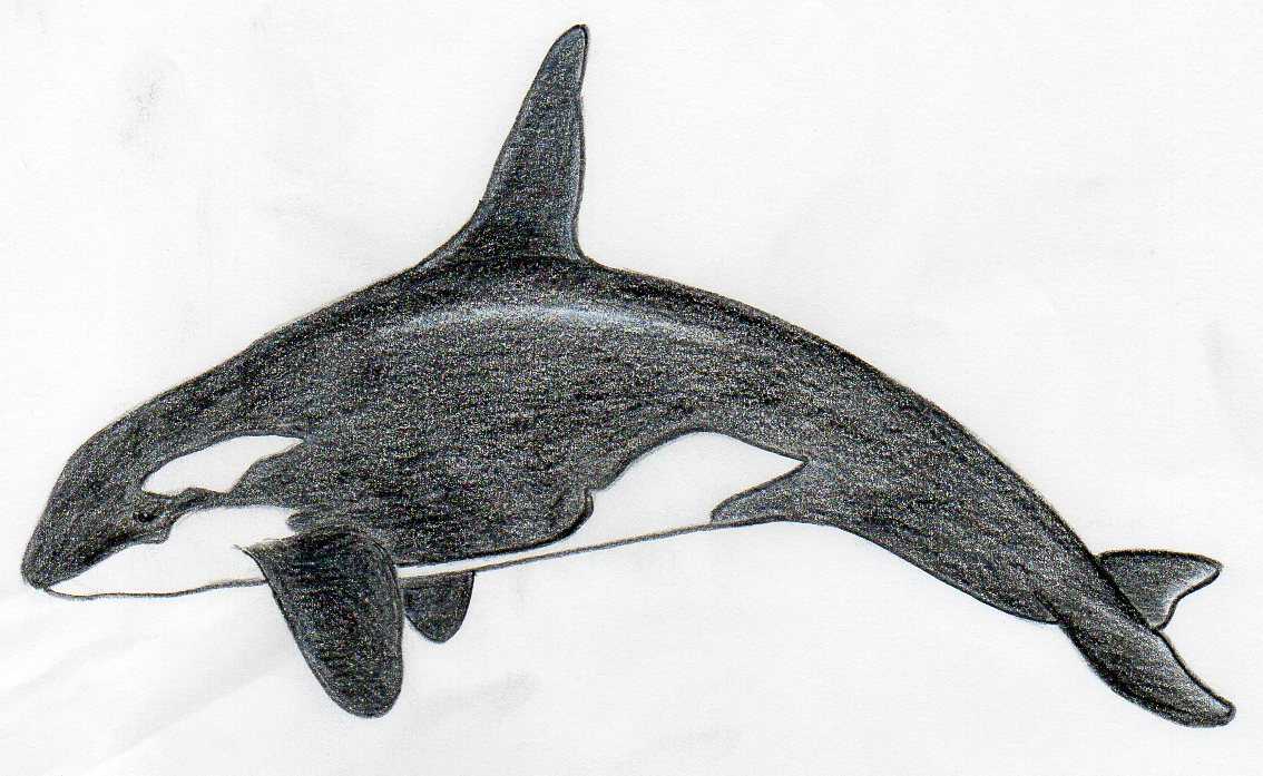 How To Draw Killer Whale. Any Beginner Can Do This!
