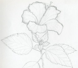 20 Easy Hibiscus Drawing Ideas - Draw a Hibiscus-saigonsouth.com.vn