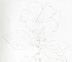 Featured image of post Pencil Hibiscus Flower Sketch