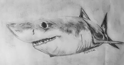 Great White shark pencil drawing