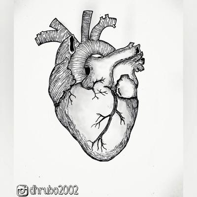 Real Anatomical Human Heart Drawing Canvas Print by Aaron-H | Society6-saigonsouth.com.vn