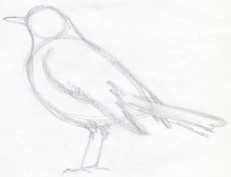 How to Draw a Bird [Tutorial] | How-to-Art.com