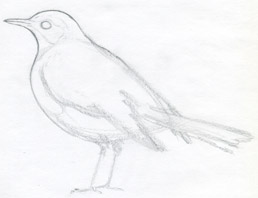 Flying Bird Drawing - Flying Bird Drawing Art - 420x596 PNG Download -  PNGkit