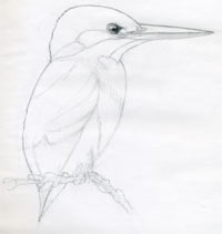 My 2nd colour drawing: A Kingfisher