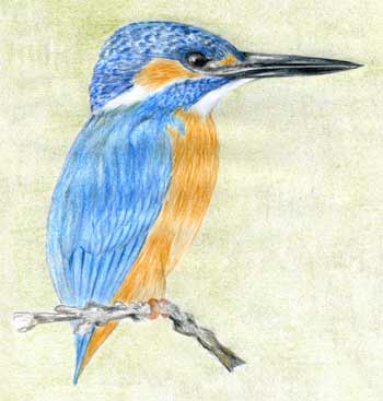Small Bird Kingfisher Stock Illustration - Download Image Now - Kingfisher,  Drawing - Art Product, Animal - iStock