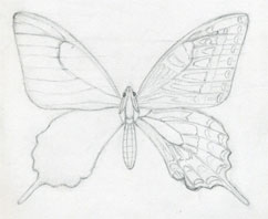 Butterfly Templates: lots of sizes: Template &amp; Printable