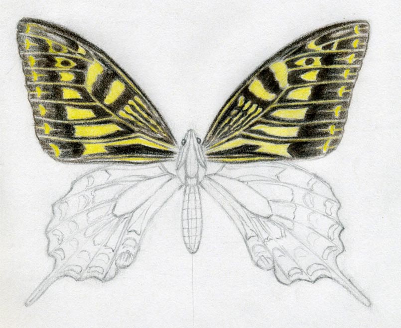 How To Draw A Butterfly. Surprisingly Easy!