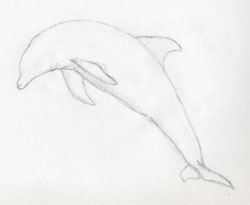 Instructions For Drawing Dolphin Follow Step By Step For Drawing Dolphin  Stock Illustration - Download Image Now - iStock