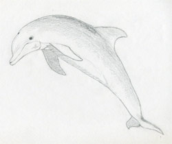 How to Draw a Dolphin: Easy Step-by-Step Dolphin Drawing [With Video] | Dolphin  drawing, Easy animal drawings, Drawings