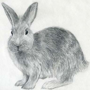 30233 Rabbit Outline Drawing Images Stock Photos  Vectors  Shutterstock