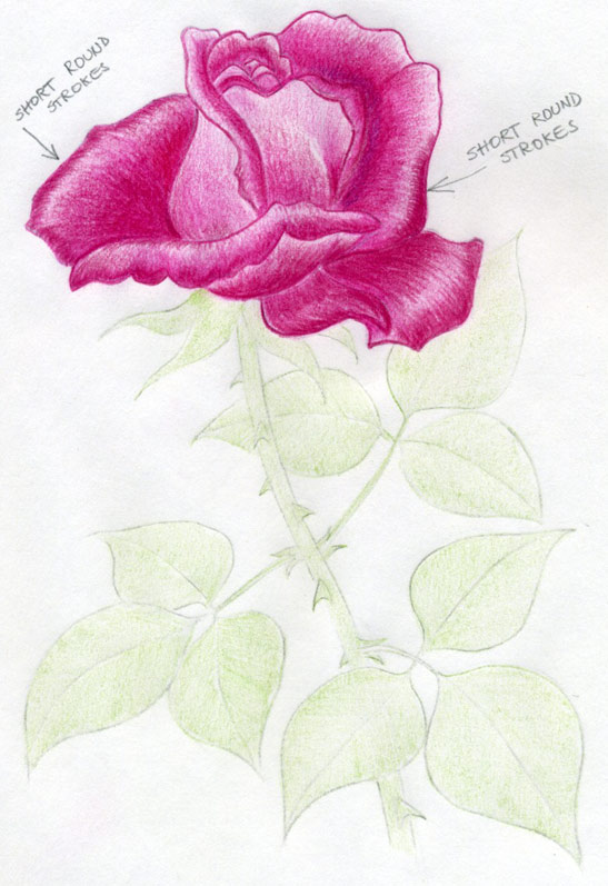 How To Draw A Rose In Few Simple Steps