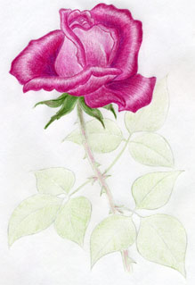 how to draw a rose diagram