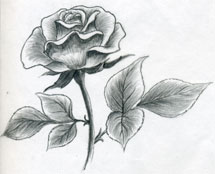 Draw a Rose Quickly Simply And Easily