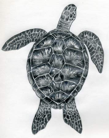 Buy Realistic Sketch of a Majestic Sea Turtle Swimming Over a Coral Reef  Online in India - Etsy