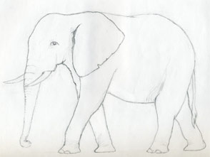 How to Draw an Elephant - Step by Step Easy Drawing Guides - Drawing Howtos-saigonsouth.com.vn