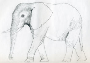 Minimalist Elephant Line Art, Wildlife, Simple Sketch, Black White Outline  21933629 Vector Art at Vecteezy