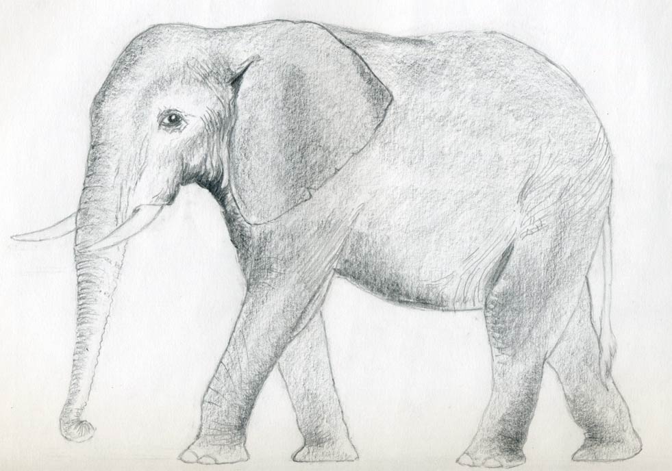How To Draw An Elephant Realistic Drawings Of Elephants