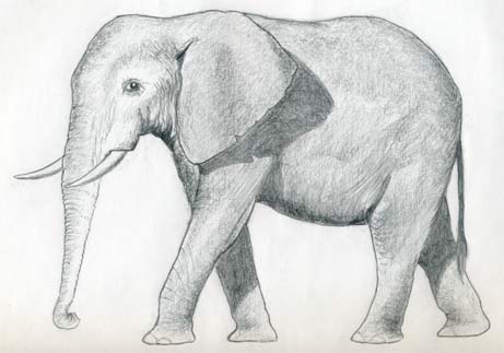 Elephant Standing in the Side View - Drawing Tutorial - PRB ARTS-saigonsouth.com.vn