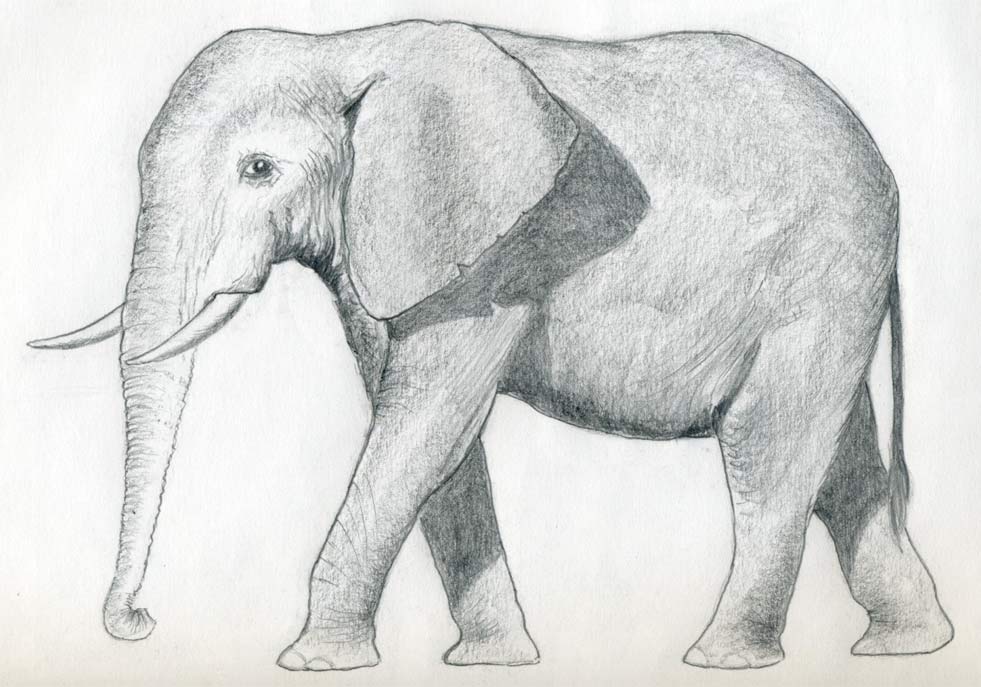 Elephant Pencil Drawing Easy - bestpencildrawing Realistic Drawings Of Elephants
