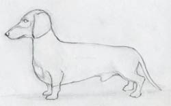 How To Draw a Dog in Few Simple and Easy to Follow Steps