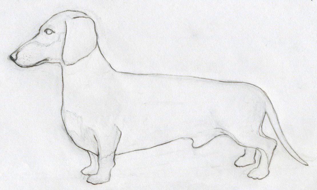 Cartoon How To Draw A Simple Sketch Of A Dog for Beginner