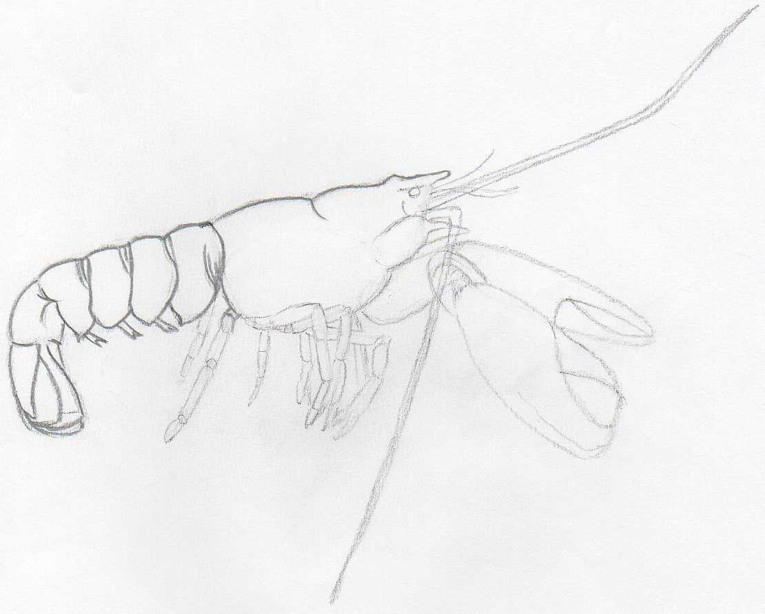 How To Draw Lobster. Simple Tutorial.