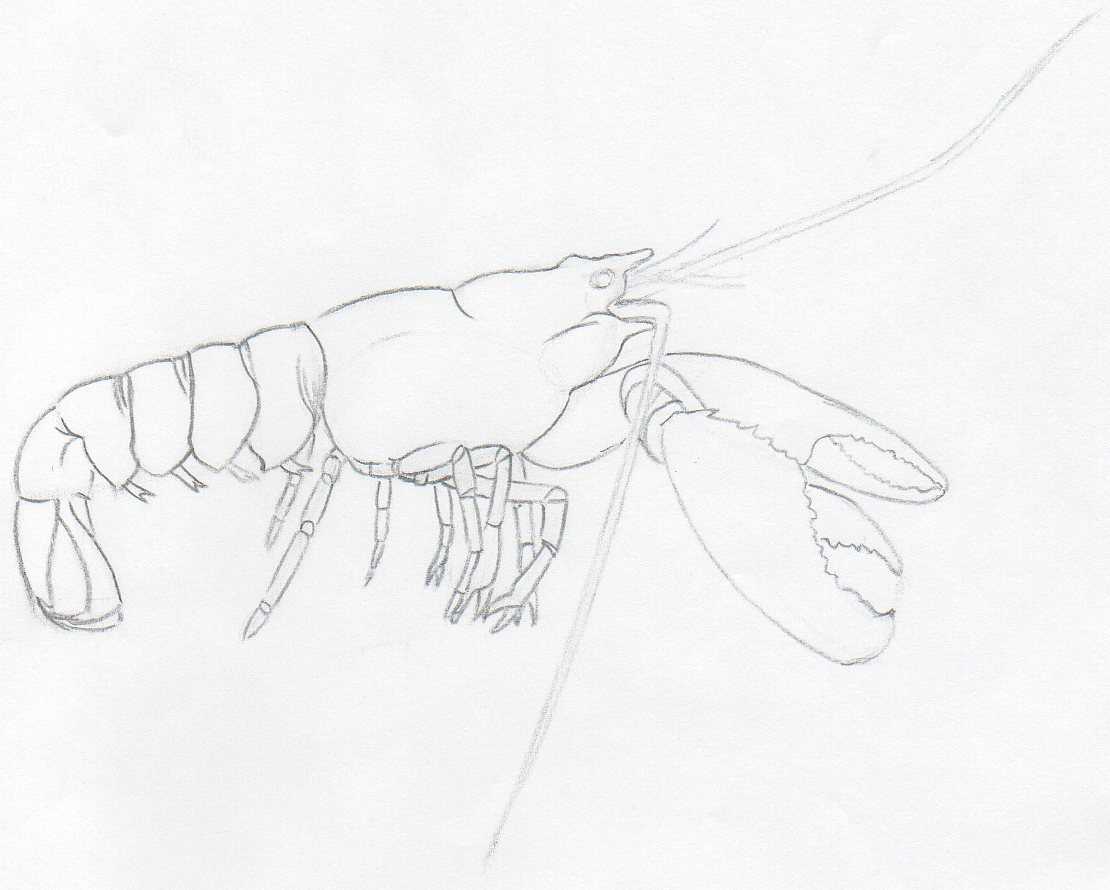 MNaitoDesigns  Keeping it real one drawing at a time  Lobster   MNaitoDesigns  Keeping it real one drawing at a time