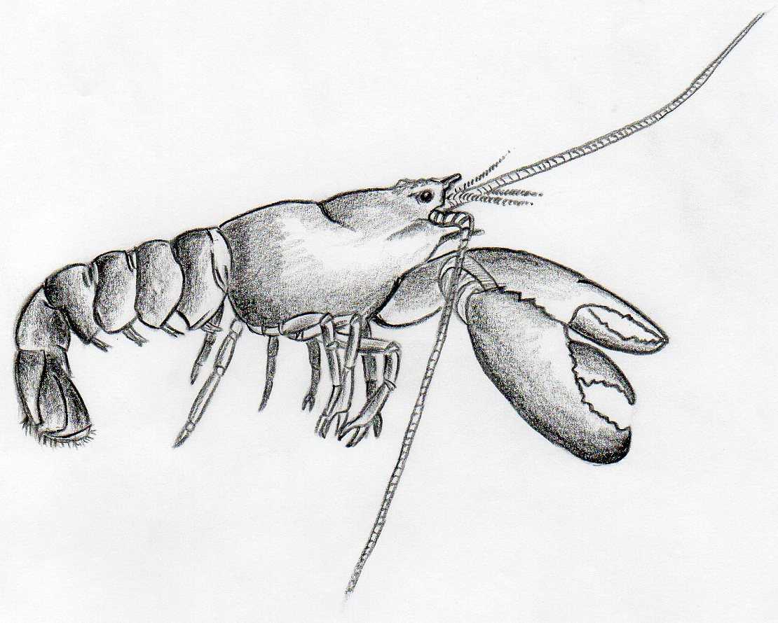 Lobster ink sketch on old paper Royalty Free Vector Image